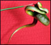 Trim.albor.[1]
