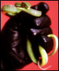Trim.albor.[2]