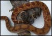 hypo boa