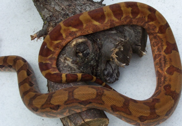 hypo boa
