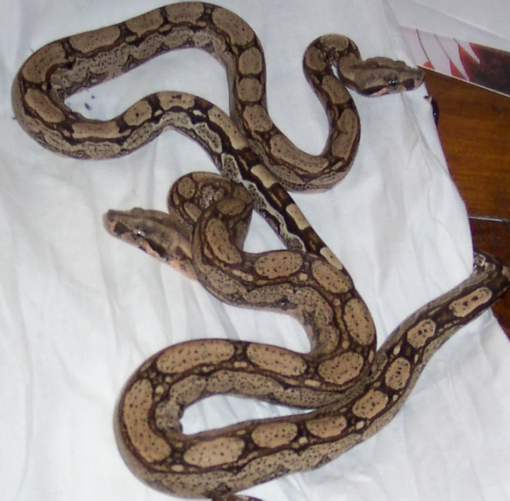 arabesque females