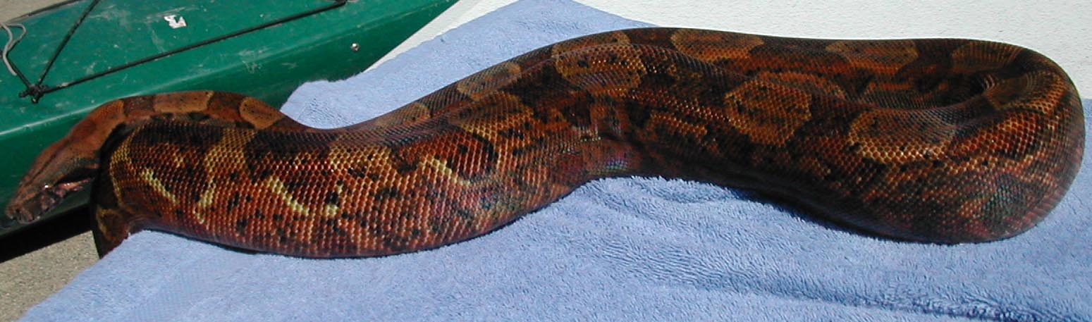 Hypo male