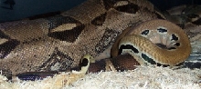scoria boa courting
