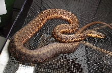 T. s. pallidula