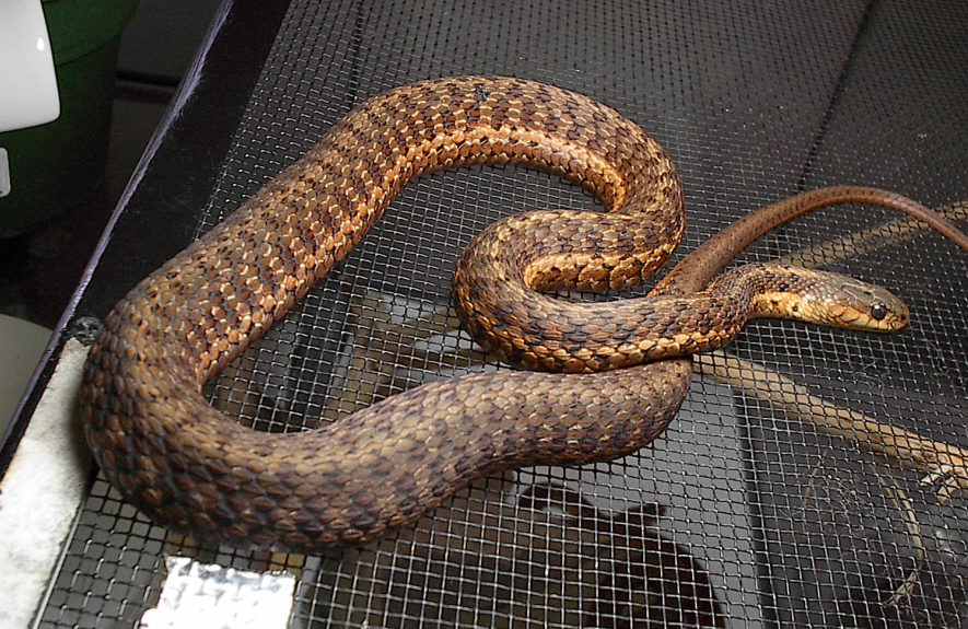 T. s. pallidula