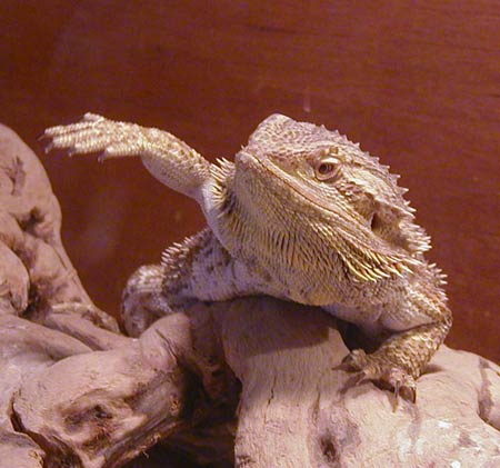 I swear that cricket was THIS tall!