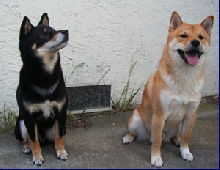 Bushido and Goten, partners in crime