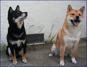 Bushido and Goten, partners in crime