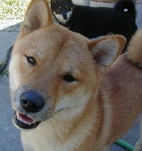 Never trust a grinning shiba