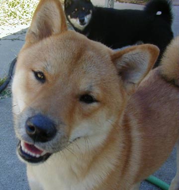Never trust a grinning shiba