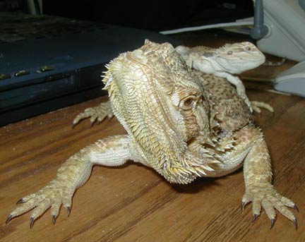 Dragon stacking