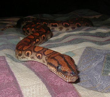 Pip emerges