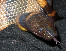 Ssssaya