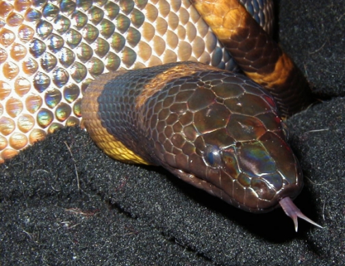 Ssssaya
