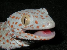 Tokay to look at you