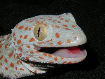 Tokay to look at you
