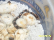 hatchling emerging