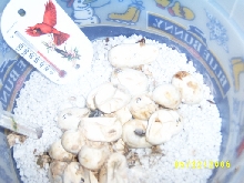 Nasty eggs pipping