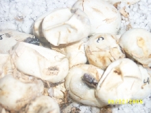 Closeup of nasty eggs pipping