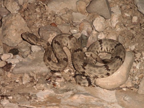 WC lepidus from Black Gap