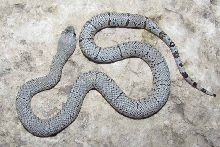 1069F Patternless dbl het for ghost Black Gap cb 2012.