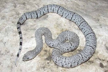 1070F Patternless dbl het for ghost Black Gap cb 2012.