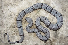 1073F dbl het for ghost Black Gap cb 2012.