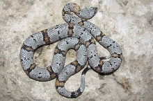 1074M dbl het for ghost Black Gap cb 2012.