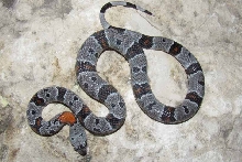 1079M het hypo 50% pos het anery Black Gap cb 2012.