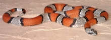 Hwy. 277 female 3 CB