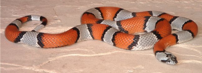 Hwy. 277 female 3 CB