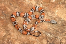 Black Gap cb female1