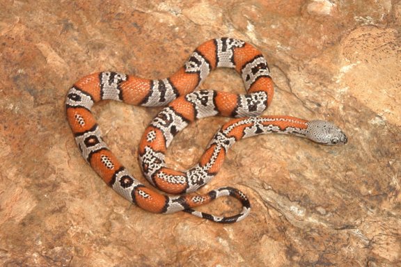 Black Gap cb female1