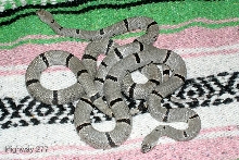 Captive born pair of Hwy. 277 graybands 02