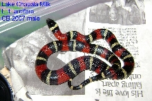 Lake Chapala Milksnake cb 2007 male.