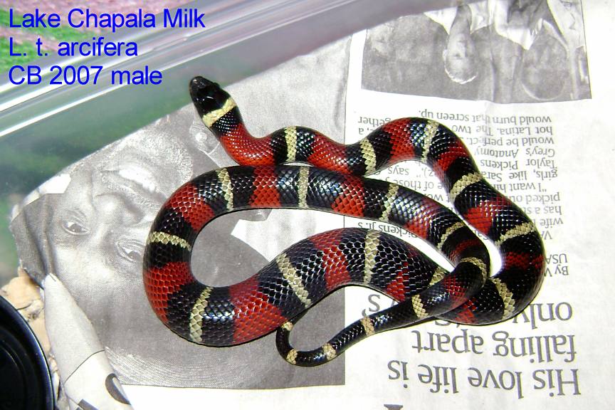 Lake Chapala Milksnake cb 2007 male.
