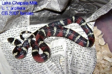 Lake Chapala Milksnake cb 2007 female.