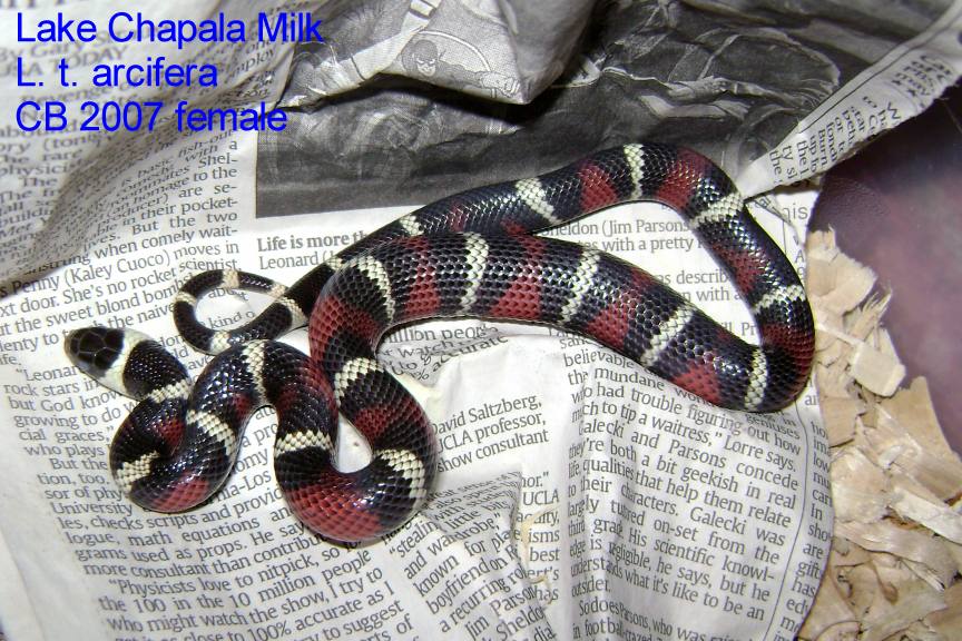 Lake Chapala Milksnake cb 2007 female.