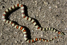 cb 2006 greeri male