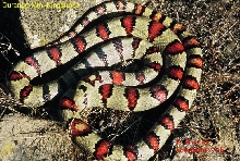 greeri #001 male