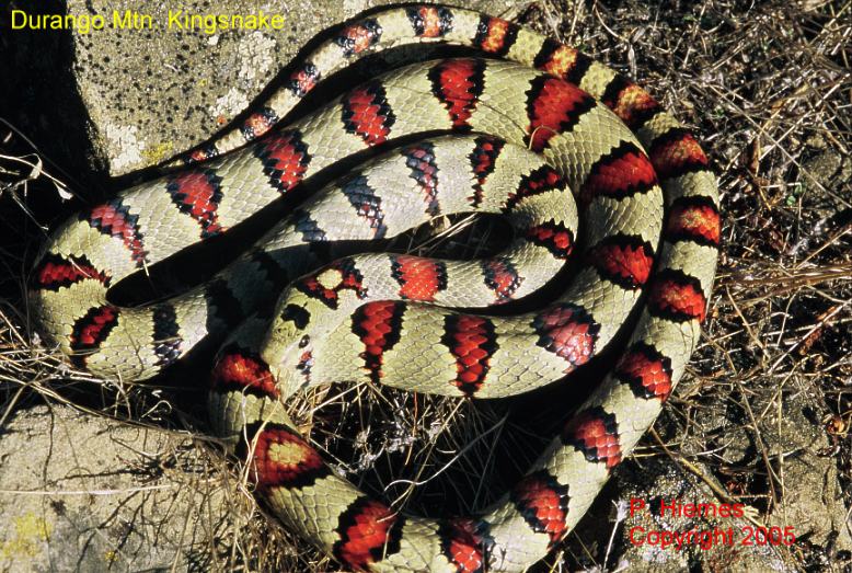 greeri #001 male