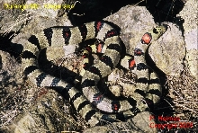 greeri #003 male