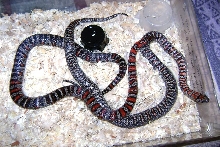 Galvan mex mex pair.