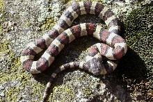 cb 2007 male thayeri from Brad A.