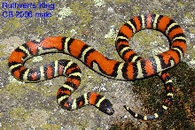 Striped/Abberrant Ruthven's King.