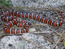 Baja Mtn. King, L. z. agalma wild specimen 01.