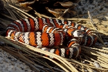 Baja Mtn. King, L. z. agalma wild specimen 02.