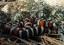 Baja Mtn. King, L. z. agalma wild specimen 03.