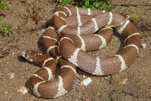 Merker line hypo Cal King.