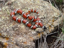 celanops Davis Mtns.